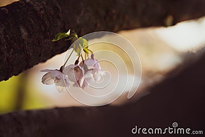 Sakura, Cherry tree blossoming in a spring Stock Photo