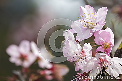 Sakura. Cherry Blossom in Taiwan. Beautiful Pink Flowers Stock Photo