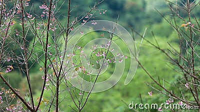 Sakura , cherry blossom, tree with green forest Stock Photo