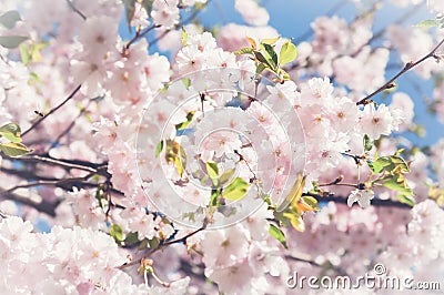 Sakura. Cherry blossoms japan. Pink spring blossom background. Stock Photo