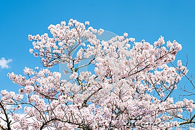 Sakura cherry blossoms tree branches against blue sky background, flower turn to soft pink color in sunny day, sun shine in mornin Stock Photo