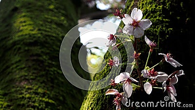 Sakura Stock Photo