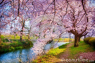 Sakura with dreamy effect Stock Photo