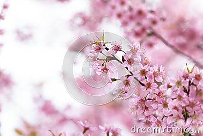 Sakura flower background Stock Photo