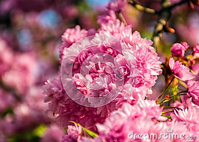 Sakura flower blossom in garden at springtime Stock Photo