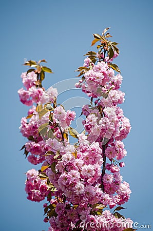 Sakura flower on blue sky background. Stock Photo