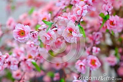 Sakura Flower Stock Photo