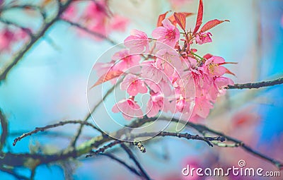 Sakura Flower or Cherry Blossom With Beautiful Nature Background Wild himalayan cherry flower with filter effect sweet process sty Stock Photo