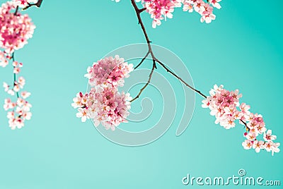 Sakura Flower or Cherry Blossom Stock Photo