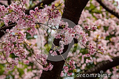Sakura flower & cherry blossoms Stock Photo