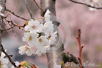 Sakura flower, Close up cheery blossom Stock Photo