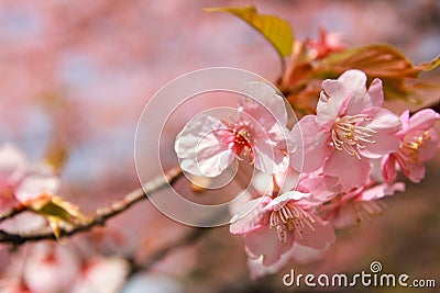 Sakura flower Stock Photo