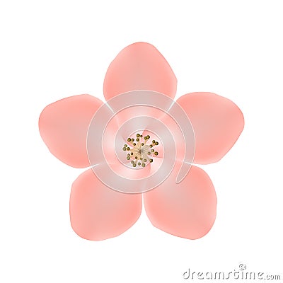 Sakura flower isolated on white background. Eps10 illustration Vector Illustration