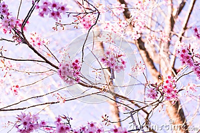 Sakura Flower with nature background in cool season Stock Photo