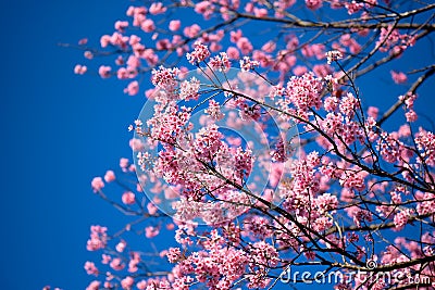 Sakura or Flower queen tiger. Stock Photo
