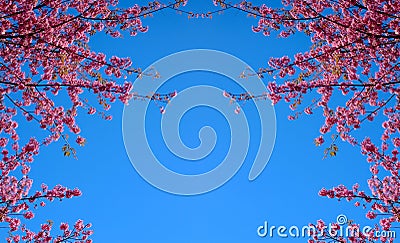 Sakura or Flower queen tiger. Stock Photo