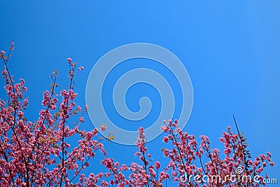 Sakura or Flower queen tiger. Stock Photo