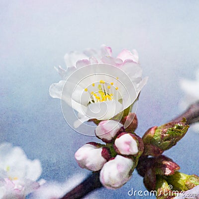 Sakura Flower - Square Stock Photo
