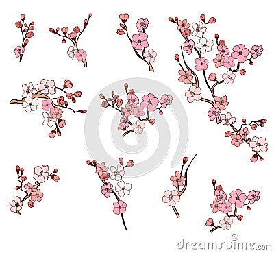 Cherry blossom vector and illustration design on white background. Vector Illustration