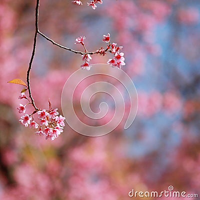 Sakura flowers Stock Photo