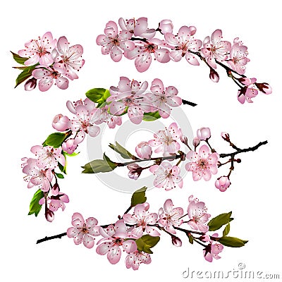 Sakura flowers background Vector Illustration