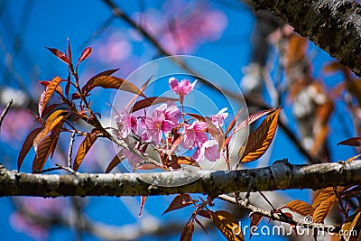 Sakura flowers ,beautiful plants on the moutains at Phu Lom Lo, Pho Hin Rong Kla nation park, Pitsanulok province,Thailand. Stock Photo