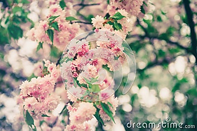 Sakura flowers blooming Stock Photo