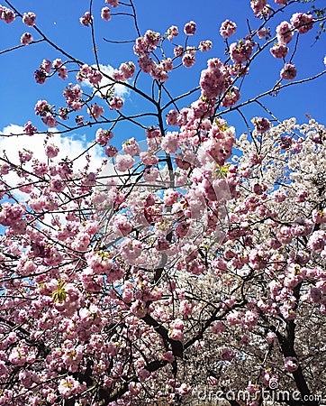 Sakura flowers on a branch against the sky Stock Photo