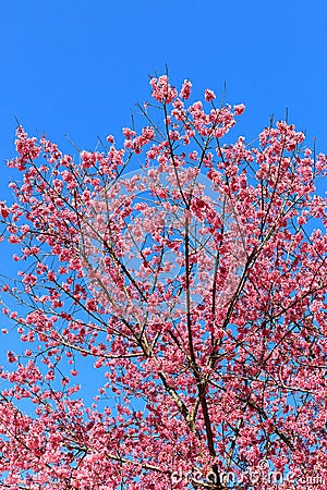 Sakura flowers Stock Photo