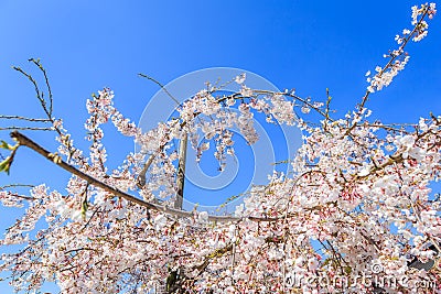 Sakura and gardening Stock Photo