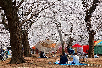 In Sakura Hanami, a popular leisure activity in spring, people have a picnic on the grassy ground Editorial Stock Photo