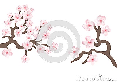 Sakura japan cherry branch with blooming flowers vector illustration. Vector Illustration