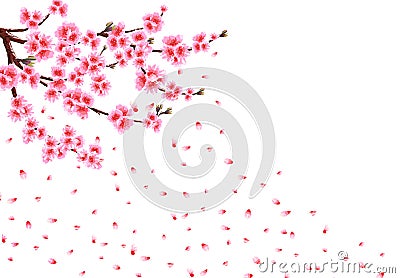 Sakura loses petals in the wind. Branches with pink flowers and cherry buds. isolated on white background. illustration Vector Illustration