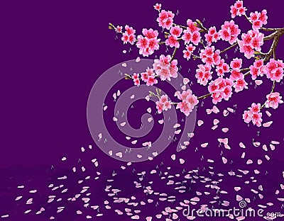 Sakura. A lush cherry branch with flowers loses petals in the rain. Water drops. Isolated ultra violet background Vector Illustration