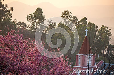 Sakura near top of church. Cherry Blossom In Springtime Editorial Stock Photo
