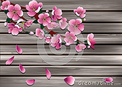 Sakura on old wooden boarderes Stock Photo