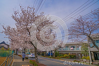 Sakura in Osawa, Mitaka City Editorial Stock Photo
