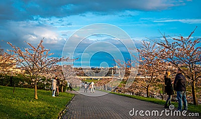 Sakura park in Vilnius Editorial Stock Photo