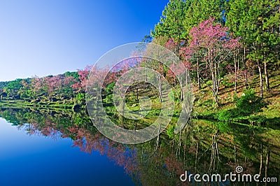 Sakura pink flower Stock Photo