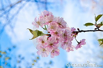 Sakura pink flower Stock Photo