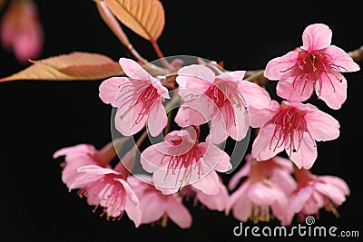 Sakura pink flower in thailand. Stock Photo