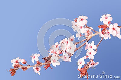 Sakura pink Japanese cherry blossom branch Stock Photo