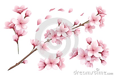 Sakura Realistic Set Vector Illustration