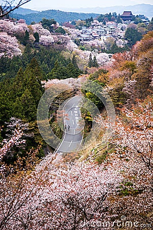 Sakura and Road in Autumn at Yoshino Mountain Stock Photo