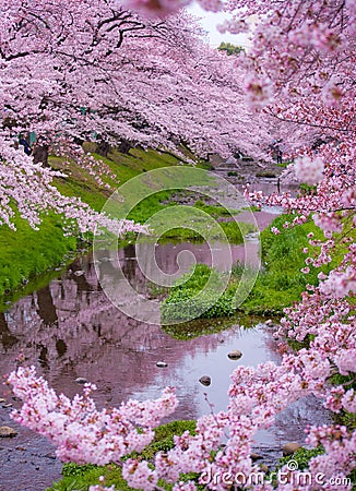 Sakura Season Stock Photo