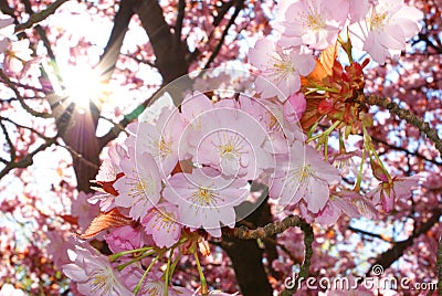 Sakura and sun Stock Photo