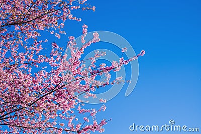 Sakura Thailand Cherry Blossom in Spring Beautiful Day Pink Flow Stock Photo