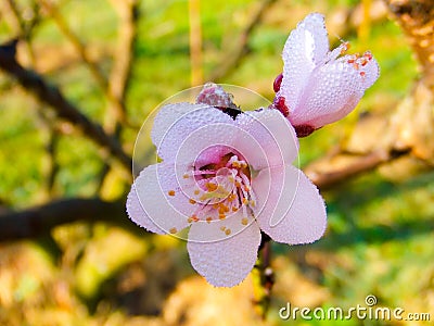 Sakura Thailand or flower queen tiger. Stock Photo