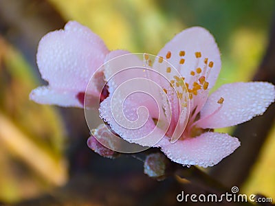 Sakura Thailand or flower queen tiger. Stock Photo