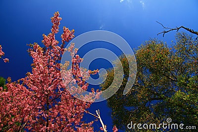 Sakura Thailand, green tree, and blue sky Stock Photo